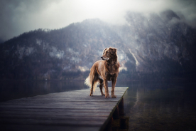 动物 宠物 狗 猫