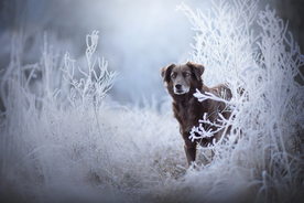 动物 宠物 狗 猫