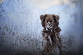 动物 宠物 狗 猫