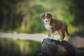 动物 宠物 狗 猫