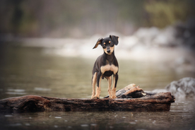 动物 宠物 狗 猫