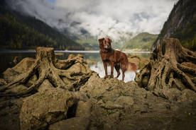 动物 宠物 狗 猫