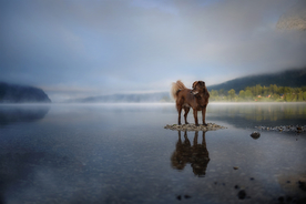 动物 宠物 狗 猫