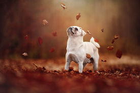 动物 宠物 狗 猫