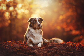 动物 宠物 狗 猫