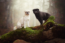 动物 宠物 狗 猫