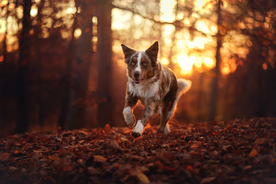 动物 宠物 狗 猫
