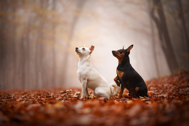 动物 宠物 狗 猫