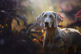 动物 宠物 狗 猫