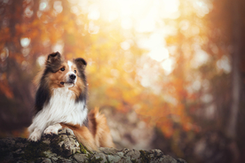 动物 宠物 狗 猫