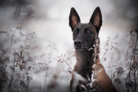 动物 宠物 狗 猫