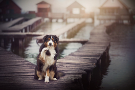 动物 宠物 狗 猫