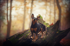 动物 宠物 狗 猫