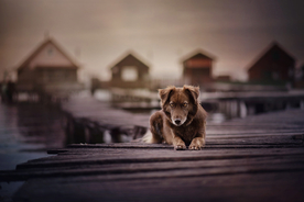 动物 宠物 狗 猫