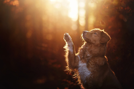 动物 宠物 狗 猫