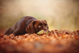 动物 宠物 狗 猫