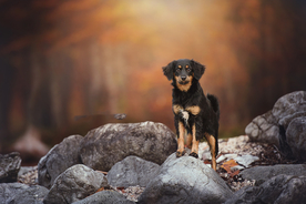 动物 宠物 狗 猫