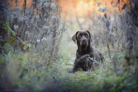 动物 宠物 狗 猫