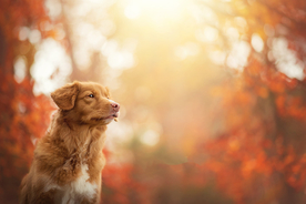 动物 宠物 狗 猫