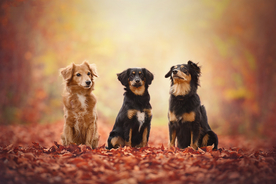 动物 宠物 狗 猫