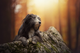 动物 宠物 狗 猫