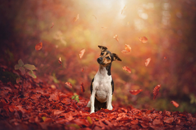 动物 宠物 狗 猫