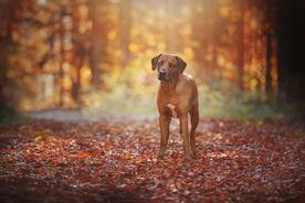 动物 宠物 狗 猫