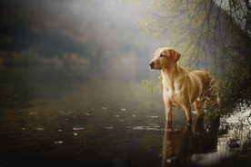 动物 宠物 狗 猫