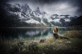 动物 宠物 狗 猫