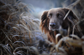 动物 宠物 狗 猫