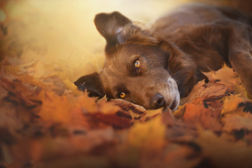 动物 宠物 狗 猫