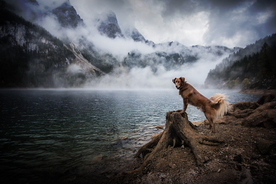 动物 宠物 狗 猫