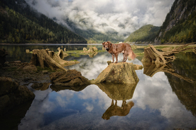 动物 宠物 狗 猫