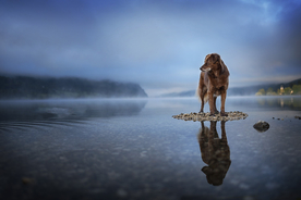 动物 宠物 狗 猫