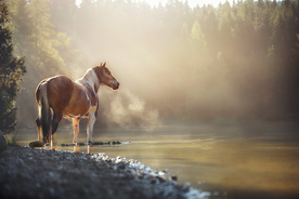 动物 宠物 狗 猫