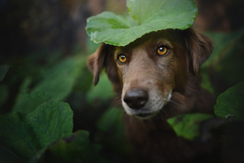 动物 宠物 狗 猫