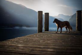 动物 宠物 狗 猫