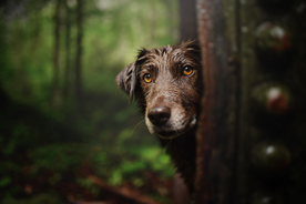 动物 宠物 狗 猫