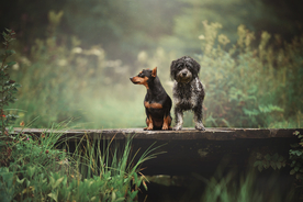 动物 宠物 狗 猫