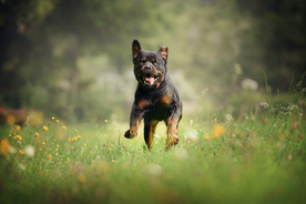 动物 宠物 狗 猫