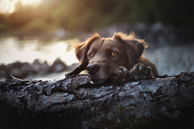 动物 宠物 狗 猫