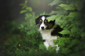 动物 宠物 狗 猫