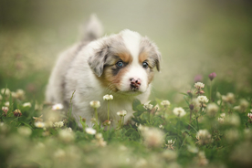 动物 宠物 狗 猫