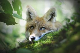 动物 宠物 狗 猫