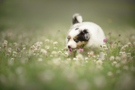 动物 宠物 狗 猫