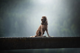 动物 宠物 狗 猫