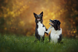 动物 宠物 狗 猫