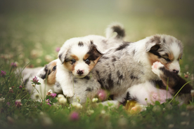 动物 宠物 狗 猫