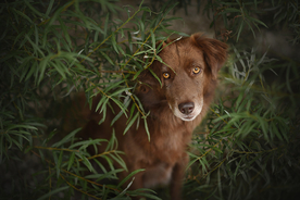 动物 宠物 狗 猫