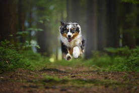 动物 宠物 狗 猫